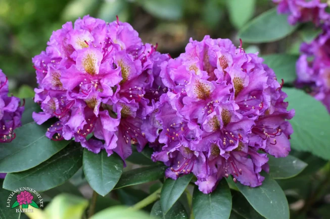 Rhododendron   'Babītes Mārtiņš'